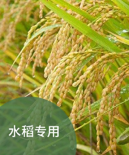 夏日高溫，水稻如何上肥？