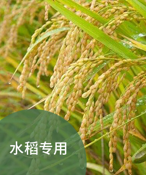 水稻專用系